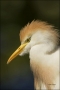 Cattle-Egret;Breeding-Plumage;Egret;Florida;Bubulcus-ibis;portrait;one-animal;cl